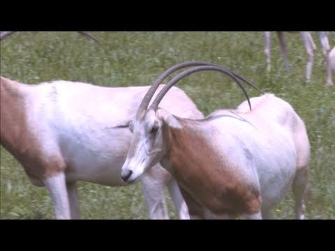 Saved From Extinction