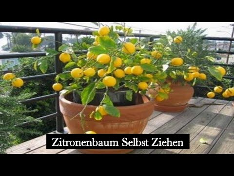 , title : 'Zitronenbaum selbst ziehen'