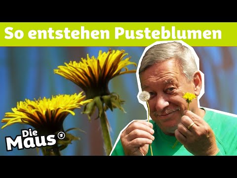 Vom Löwenzahn zur Pusteblume | DieMaus | WDR
