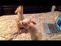 CUTE CHIHUAHUAS HOWLING