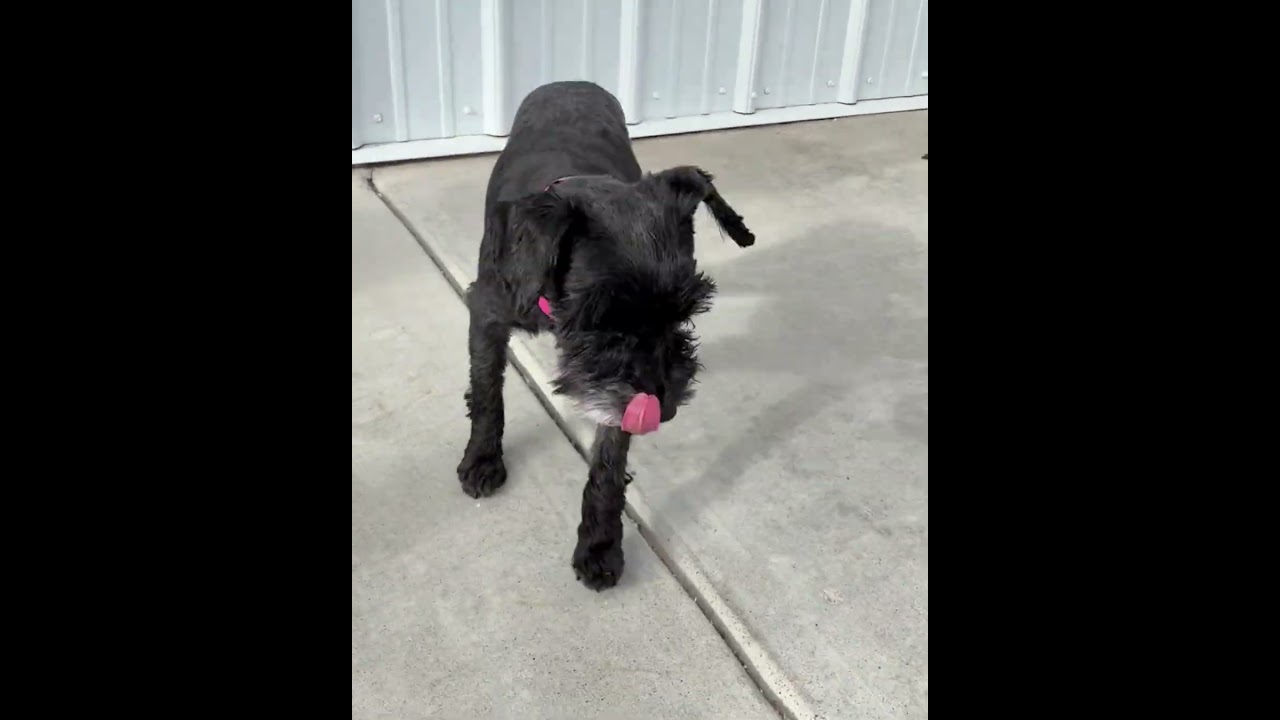 Fame (JN25-482), a Adoptable Miniature Schnauzer in Peyton, CO video 6/6