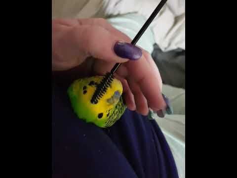 Mr Hop still loves it when he gets a brush and pin feather itchys popped.