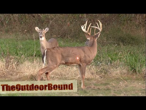 AWESOME HEART SHOT....Ravin Crossbow vs Whitetail Buck