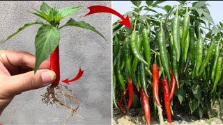 Simple Method propagate chilli Tree with Aloe Vera //How to grow chilli Tree at home
