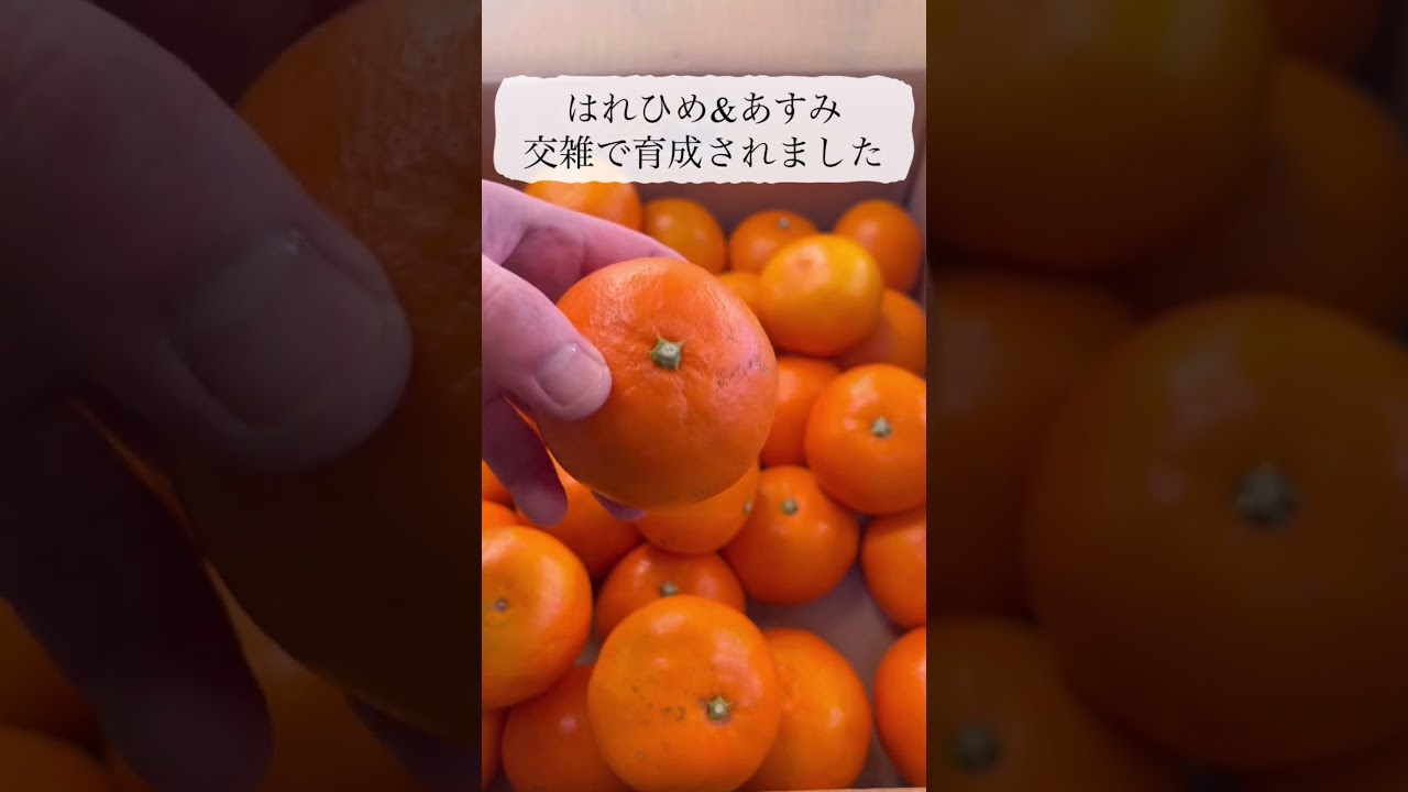 ゆうばれ 熊本県産の新柑橘。2026年新発売。