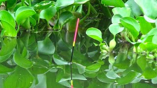 Download lagu MANCING DI ECENG GONDOK || PELAMPUNG NGETRIK TERUS mp3