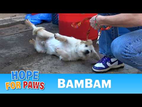 Abandoned dog needed medical help and a loving forever home
