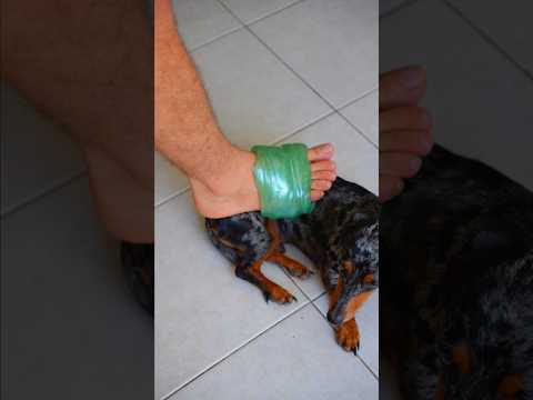 Slime Poderoso 😱🫟✳️ #perrosalchicha