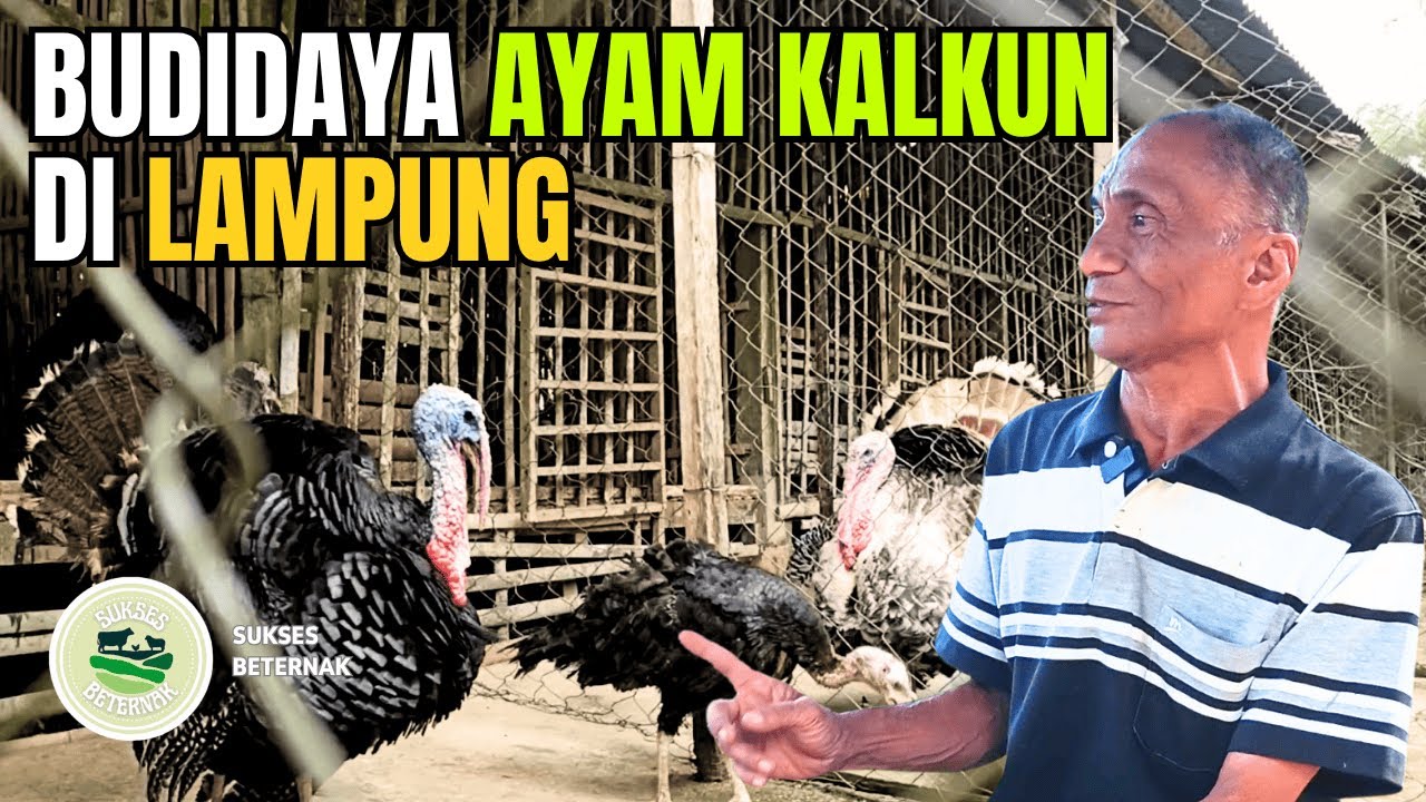 BUDIDAYA AYAM KALKUN BISA DIMULAI DARIMANA, OLEH SIAPA, DAN KAPAN SAJA!