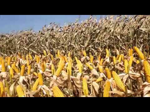 Maíz de Alto Rendimiento en China