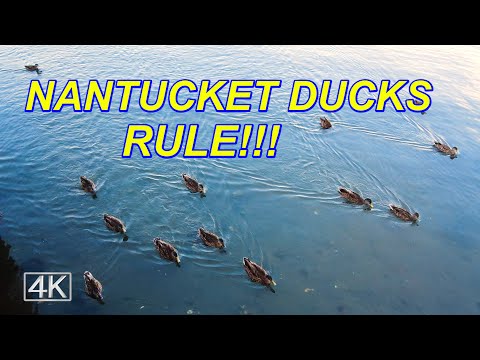 The Famous Ducks of Nantucket Massachusetts - Island Life Nature Video - 4K UHD - Binaural Audio