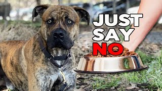 Teach Your Dog NOT to Take Food From Strangers
