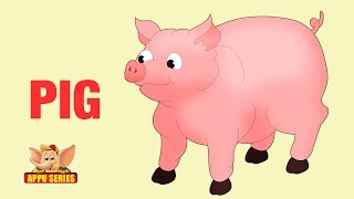 Animal Facts - Pig