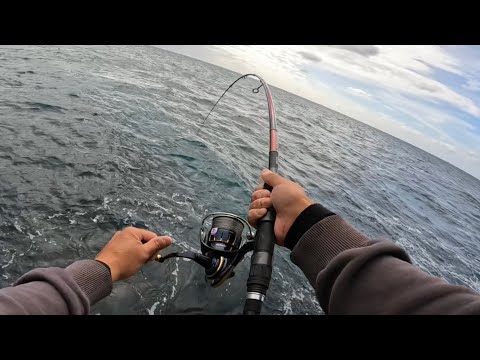 Winter Rock Shore Fishing for Big Pelagic Fish! | Catch & Cook | Rock Fishing NSW, Australia