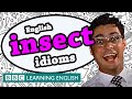 Insect Idioms - BBC Learning English (The Teacher ...