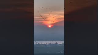 Download lagu sun rise 🌅 morning view with beautiful nature bird #shorts #nature #video mp3 Download lagu sun rise 🌅 morning view with beautiful nature bird #shorts #nature #video mp3