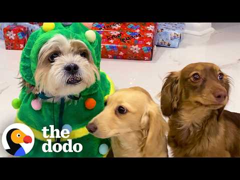 Watch These Dogs Tear Open Their Christmas Presents | The Dodo