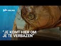 Er wonen bizarre wezens in het rariteitenkabinet van Schoorl