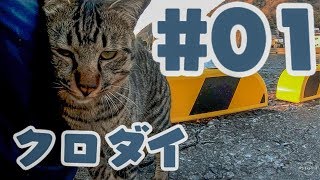 【釣り】クロダイ貰って猫と遊ぶだけ #1【料理】