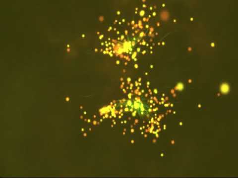 Shaft Can't Even Walk In Africa (Hippie Torrales Edit)