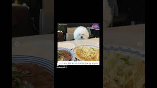 서울숲 산책후 '애견 동반 카페' BEST6