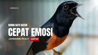 Download lagu Suara murai batu gacor AMPUH buat PANCINGAN murai batu agar BUNYI mp3 Download lagu Suara murai batu gacor AMPUH buat PANCINGAN murai batu agar BUNYI mp3