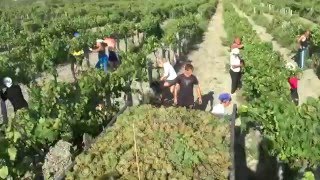 Уборка винограда в Анапе