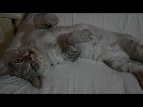 幸福猫咪幸福猫奴 -Happy Cat Happy Cat Slave