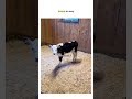 Is That A Real Moo