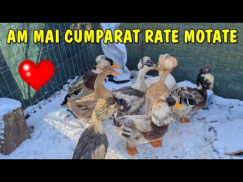 Country Life - I bought several ducks with HUGE tusks