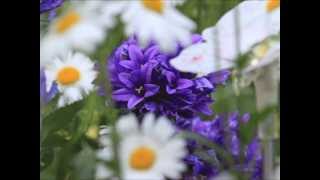 Tom Petty-Wildflowers
