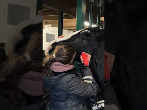 , title : 'Trauma „Scheren“ Part.1 🐴 #equestrian #pferde #shortsfeed #horse #shortvideo #asmrjanina #tinker'