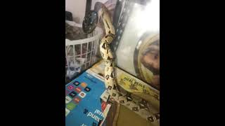 Boa Reptiles Videos