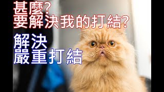 貓咪廢片 | 波斯帥哥剪毛 | 毛量太厚嚴重打結 | 乖乖剪毛 | Persian cat haircut