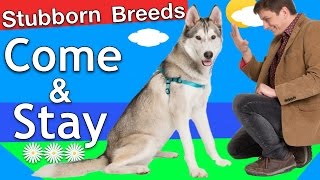 How to train Come and Stay to a "Stubborn Breed" Dog
