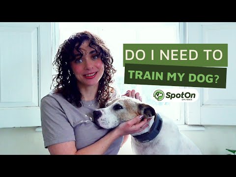 SpotOn GPS Dog Fence Training: Do You Really Need It?