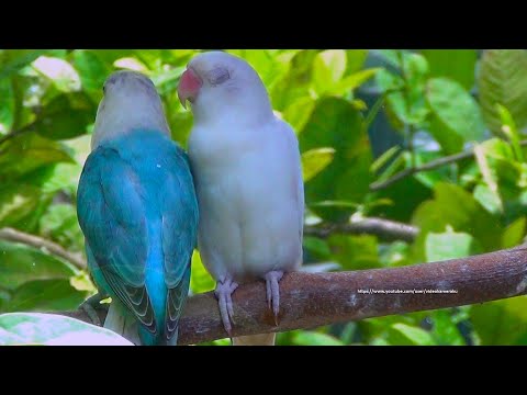 The Sounds of Lovebirds - Blue Opaline & Albino - Lovebird Singing in the Morning