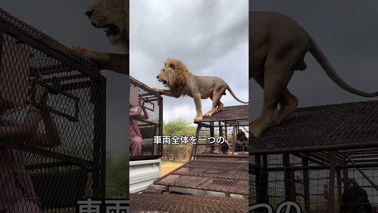 人を食べようとするライオンが意外とかわいい理由