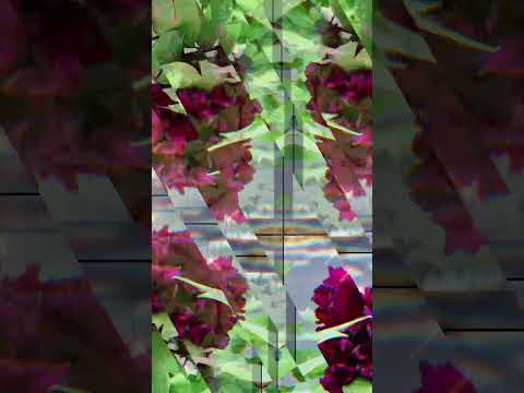 大きな草原ボタン 植物