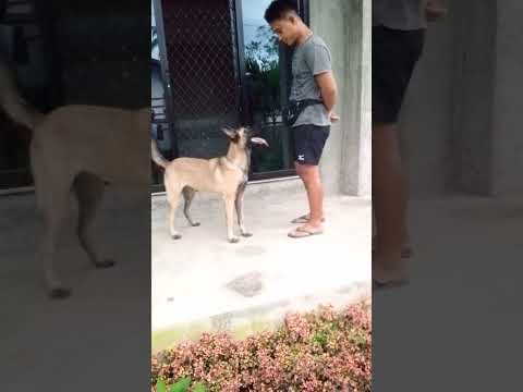 Thania dog of my cousin practice to sit. sit pretty, rollover, and he'll!