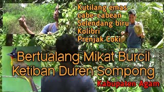 Download lagu Pikat Burung pleci dialam liar dan Kutilang emas mengunakan MP3#pikatburung mp3