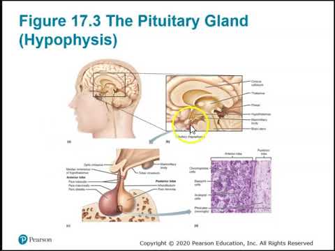Human Anatomy Lecture  Ch 17 Endocrine System Pt 1