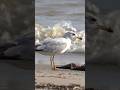 Ring Billed Gull Snacking On A Fish Washed To Shore