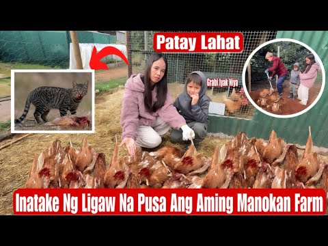 PINATAY NG LIGAW NA PUSA ANG AMING MGA Manok|Nakakalungkot Na Pangyayari 😭