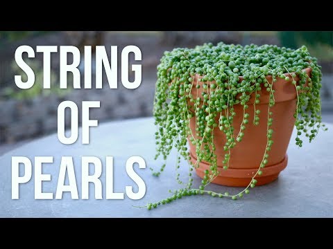 image-Do string of pearls like wet soil?