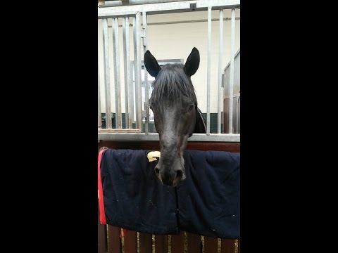 CADEAU NOIR - Hengstschau Vechta 2014 und 2015