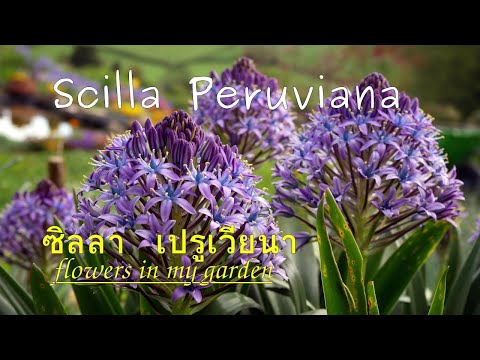 image-Are Centaurea flowers edible?