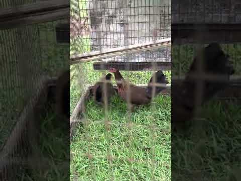 Black water game farm! Carol nesmith pure GILMORE PULLET! message lang kayo sa papasabuy!