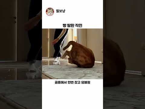 빵 탈환 작전