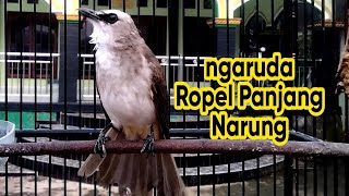 Download lagu Trucukan gacor Ropel Panjang emosi ngaruda ini ampuh buat pancingan dan masteran trucuk mp3